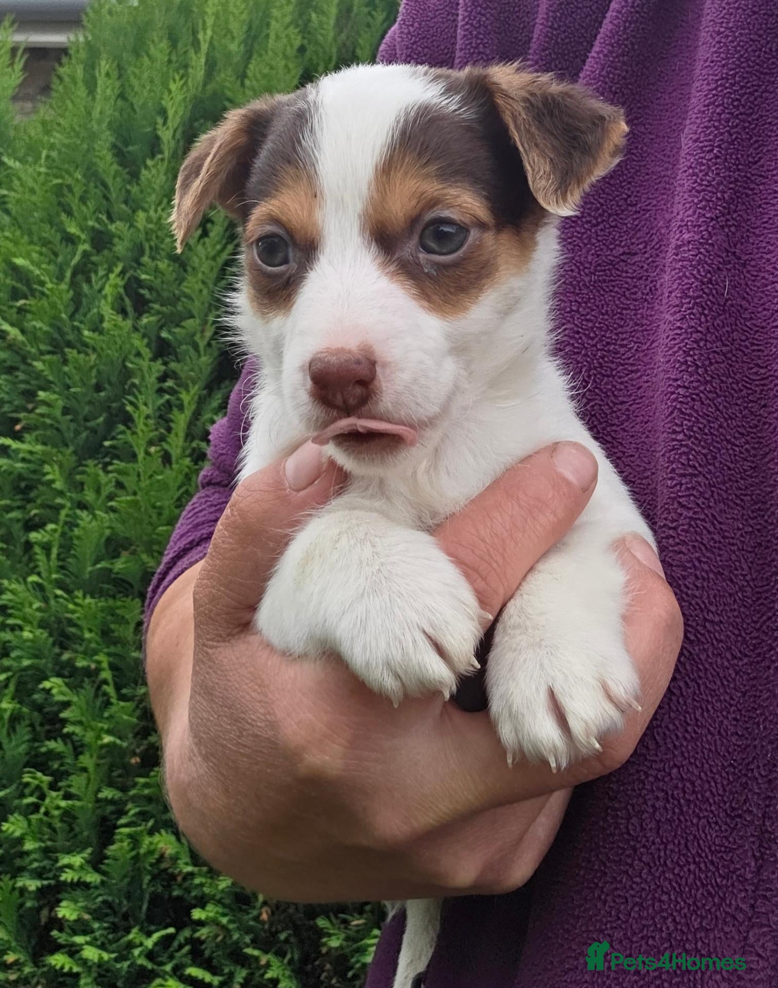 Jack Russell dogs Bred From Health Tested Parents. - Advert 1
