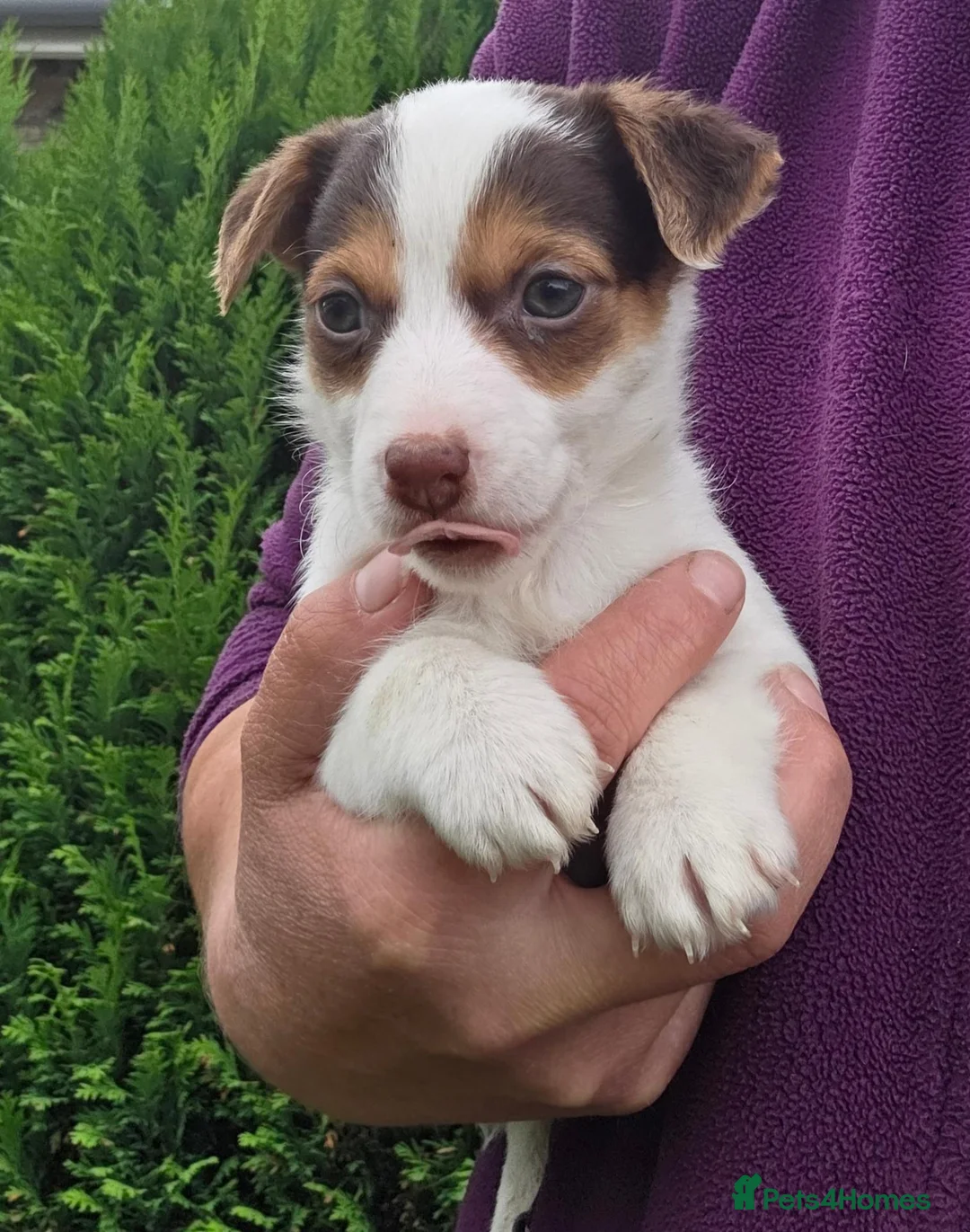 Jack Russell dogs for sale: Bred From Health Tested Parents. - Advert 1