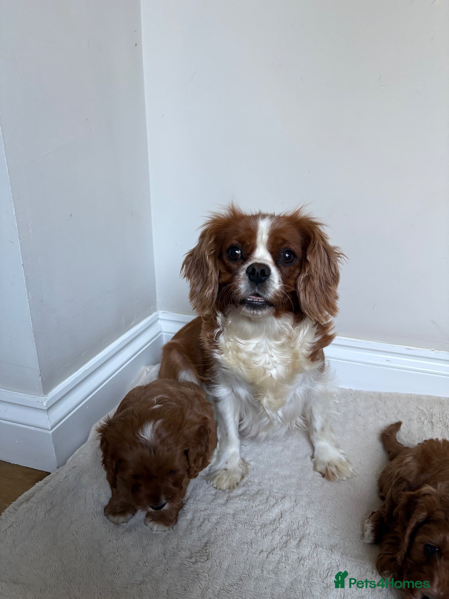Cavapoo dogs Cavapoos puppy’s  - Advert 9