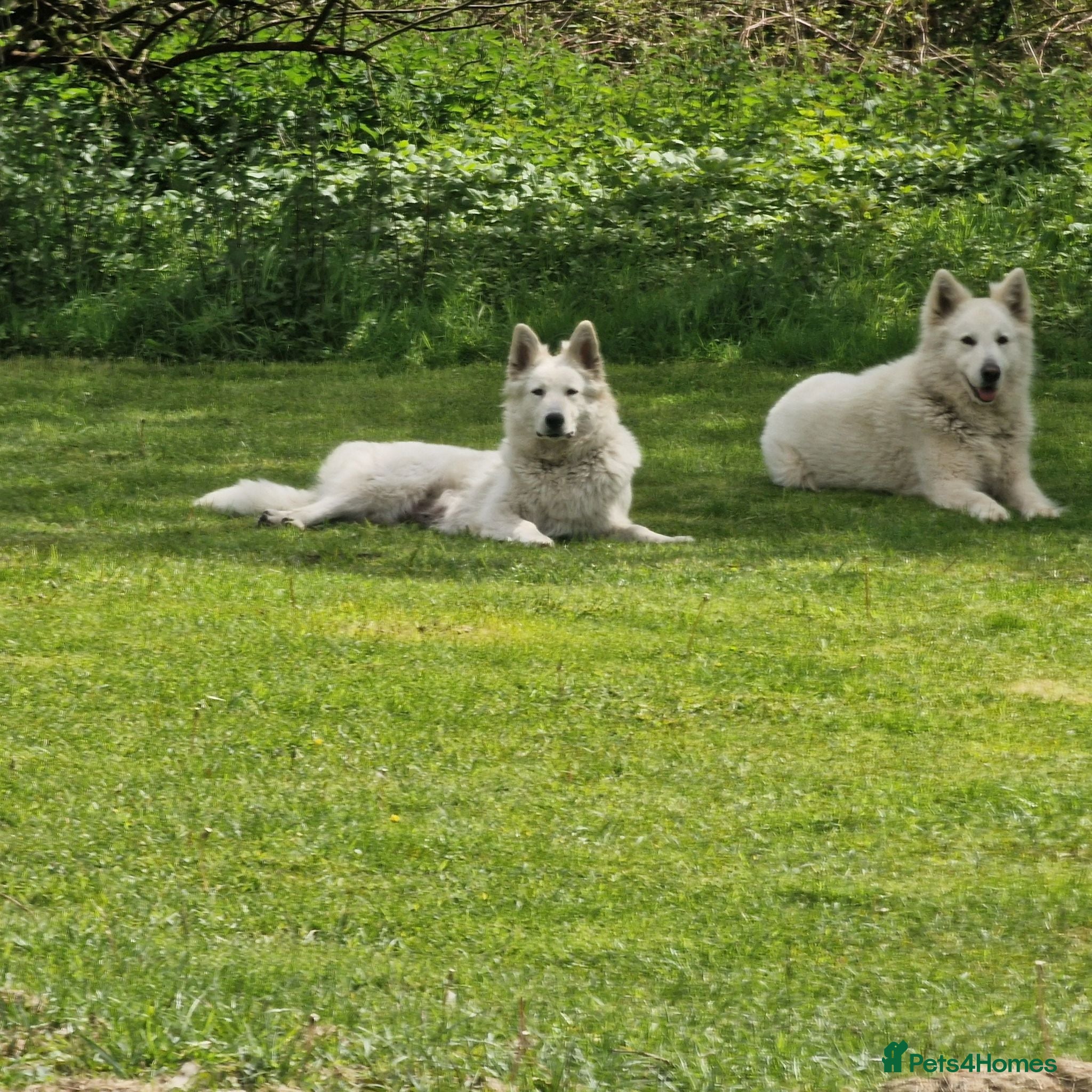 German Shepherd dogs 🔥White GSD Puppies (3 Girls) - Ready 11th June🔥 - Advert 2