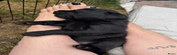 Labrador Retriever dogs for sale: 2 beautiful black boys and fox red girl - Labrador in Christchurch - Advert 20