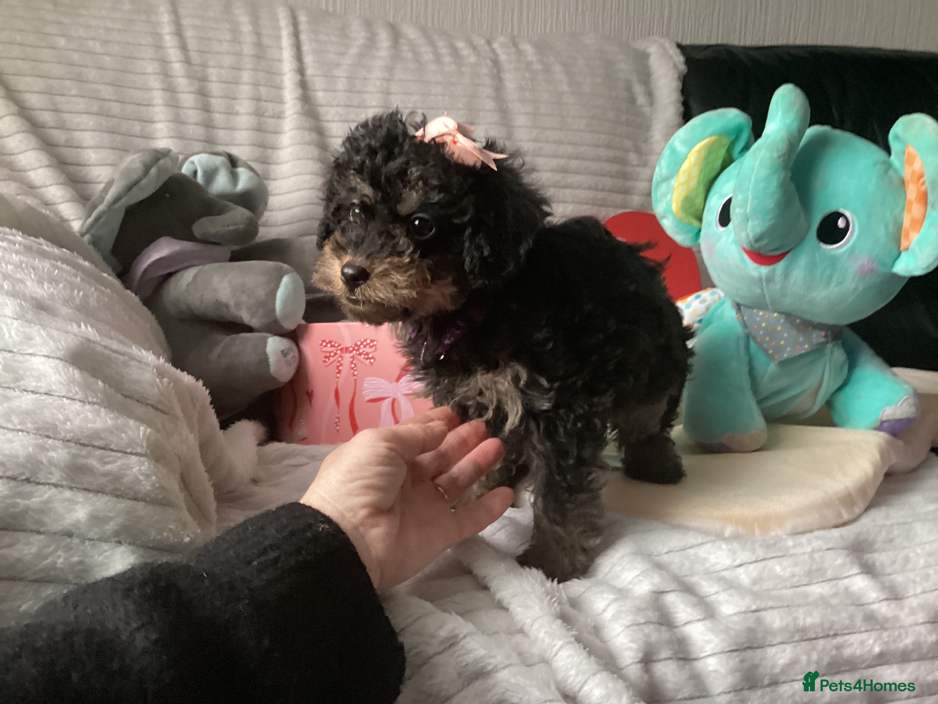 Doxiepoo dogs Beautiful toy poodle phantom rare colour 3/4 pups - Advert 2