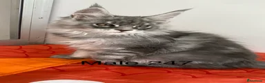 Maine Coon 2