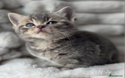 British Shorthair cats for sale: Gorgeous British Short-hair cross Kittens  - Image 12