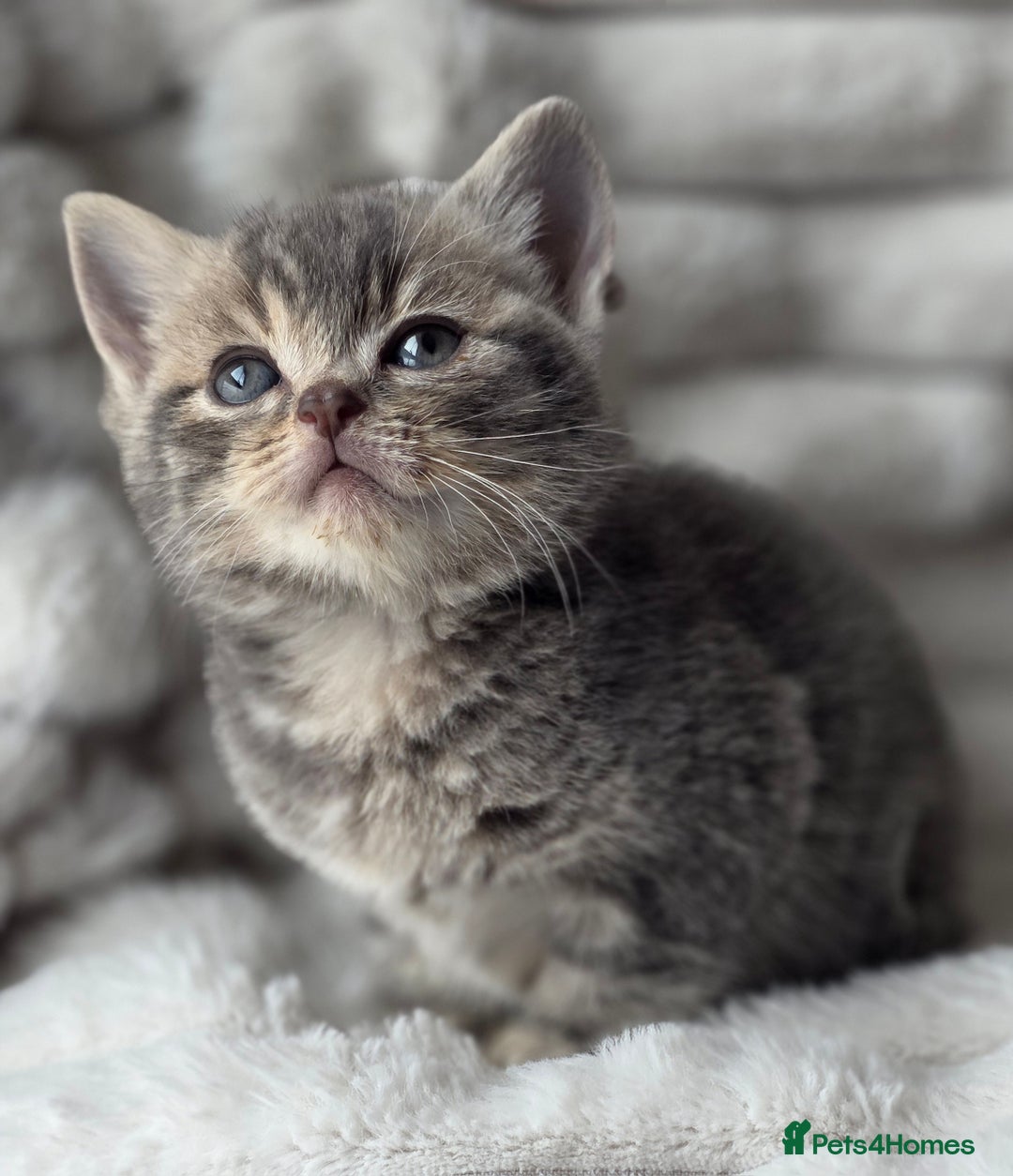 British Shorthair cats for sale: Gorgeous British Short-hair cross Kittens  - Image 12