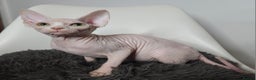 Sphynx cats for sale: Pedigree Sphynx kittens. Ready to go. - Advert 4