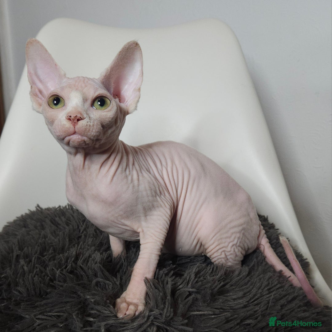 Sphynx cats for sale: Pedigree Sphynx kittens. Ready to go. - Advert 4