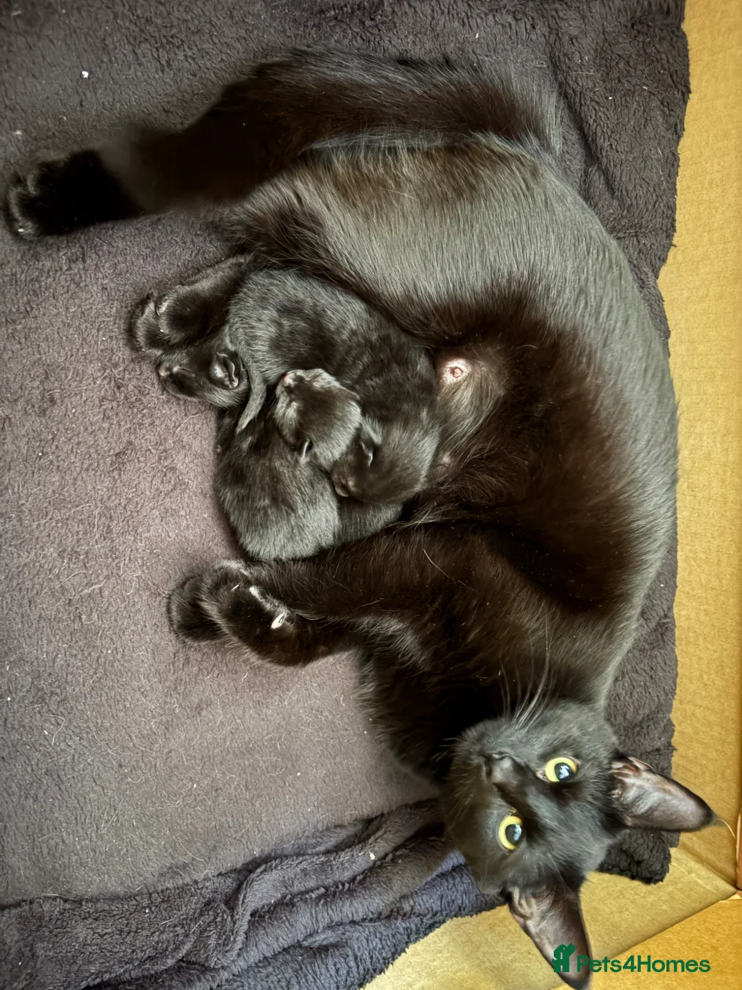 Mixed Breed cats for sale: Our boys are in need of their forever homes.  in Accrington - Advert 2