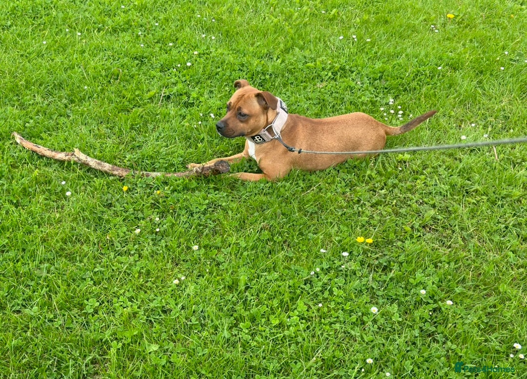 Staffordshire Bull Terrier dogs for sale: Red Staffordshire bull terrier puppies  - Image 11