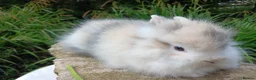 Lionhead rabbits for sale: Stunning DM Lionhead baby rabbits  - Advert 15
