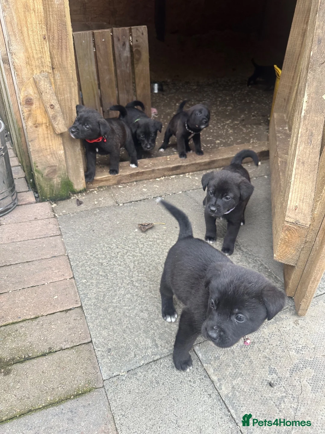 Mixed Breed dogs for sale:  Loving Labrakitas  - Advert 10
