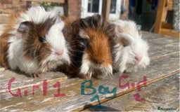 Guinea Pig rodents for sale: Abyssinian long haired  - Image 1