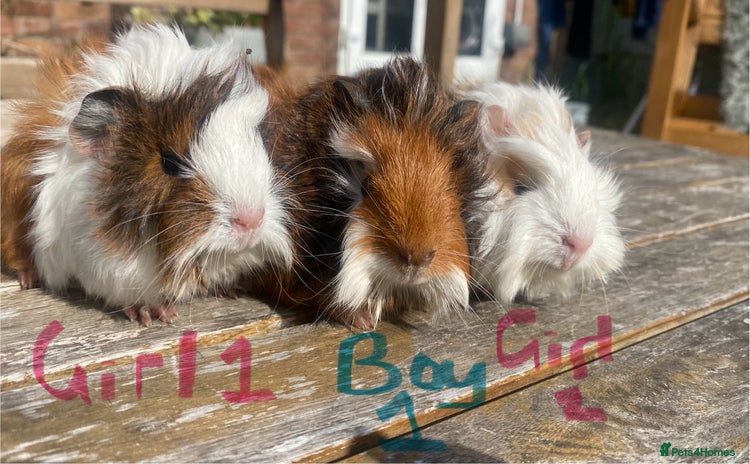 Guinea Pig rodents - Advert 1