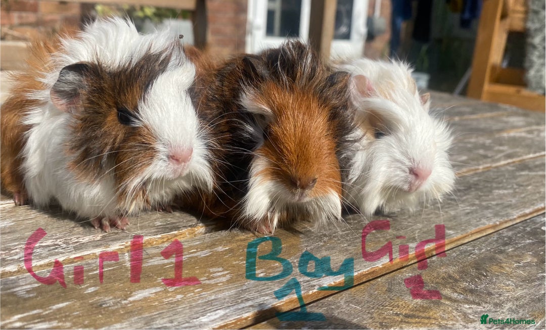 Guinea Pig rodents for sale: Abyssinian long haired  - Image 1
