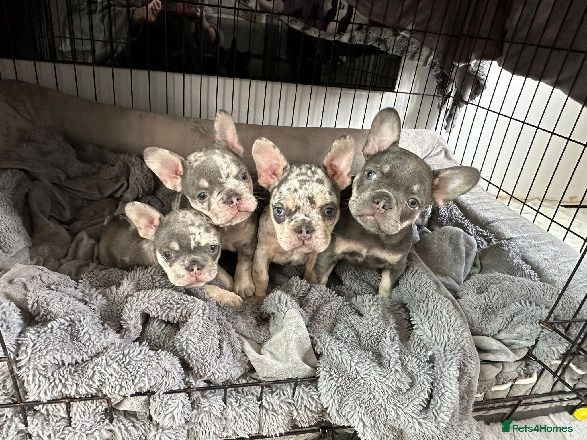 French Bulldog dogs 4 French bulldog puppies for sale  - Advert 18