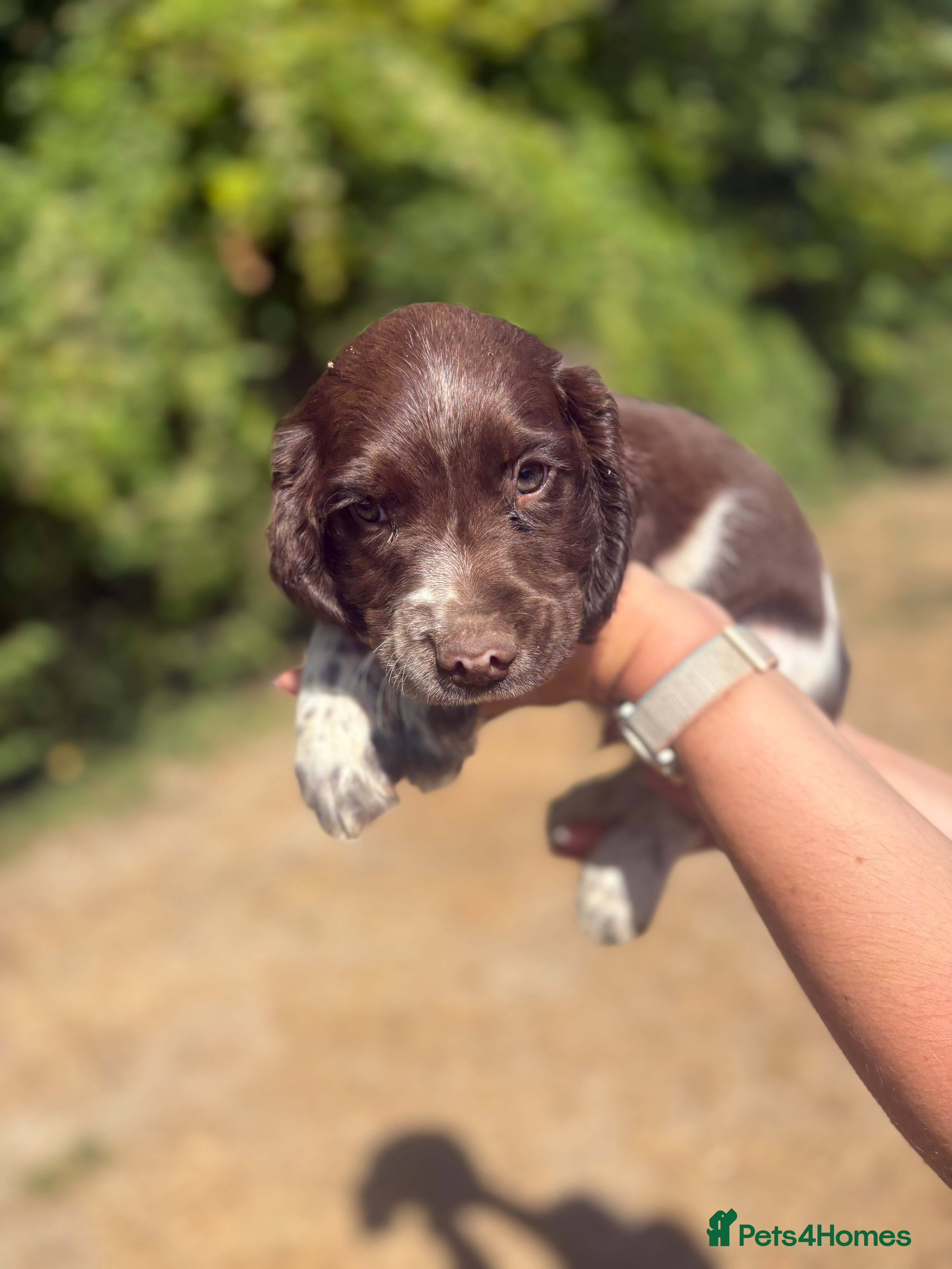 English Springer Spaniel dogs KC Registered English Springer Spaniel Puppies  - Advert 2