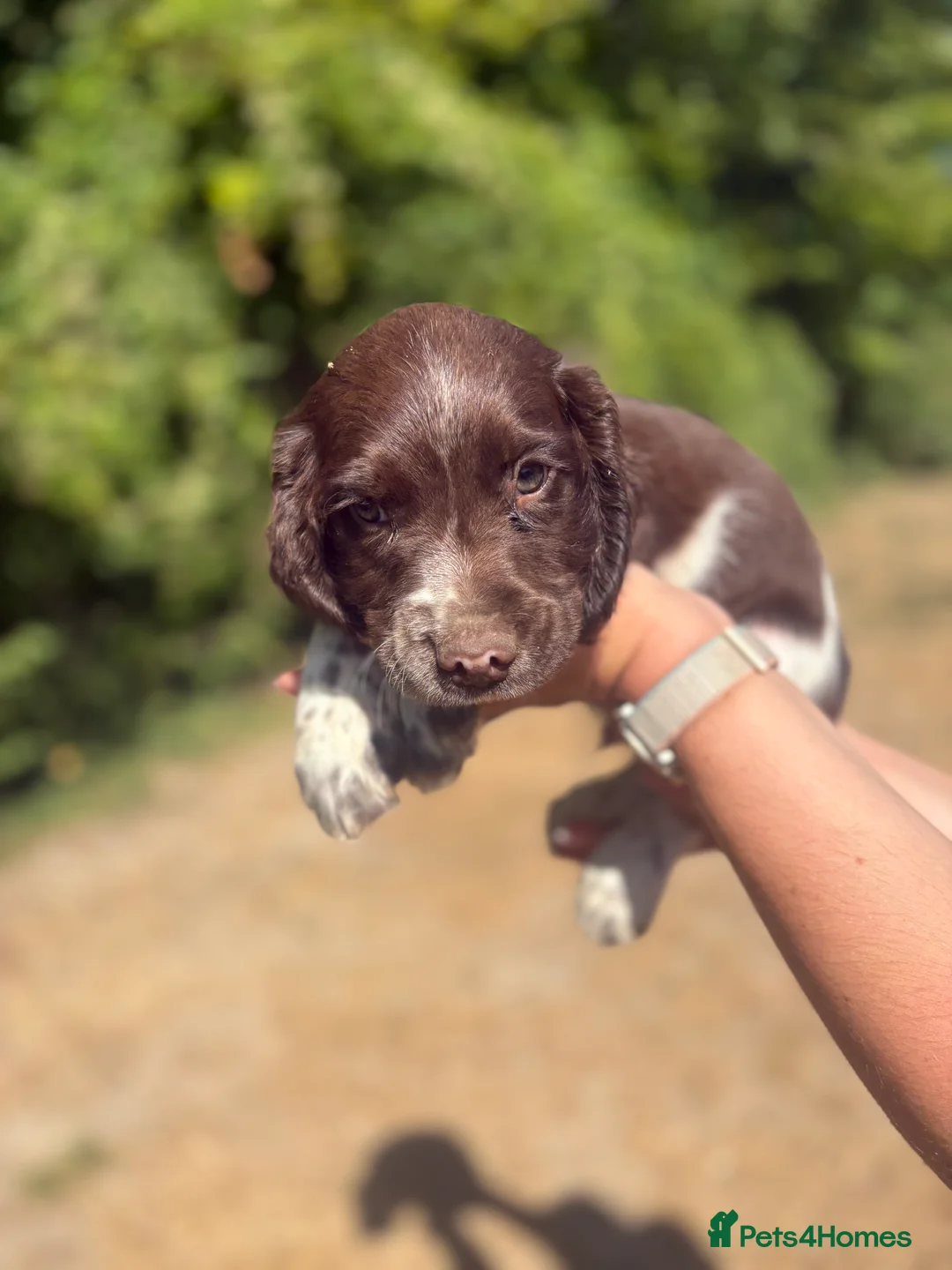 English Springer Spaniel dogs for sale: KC Registered English Springer Spaniel Puppies  - Advert 2