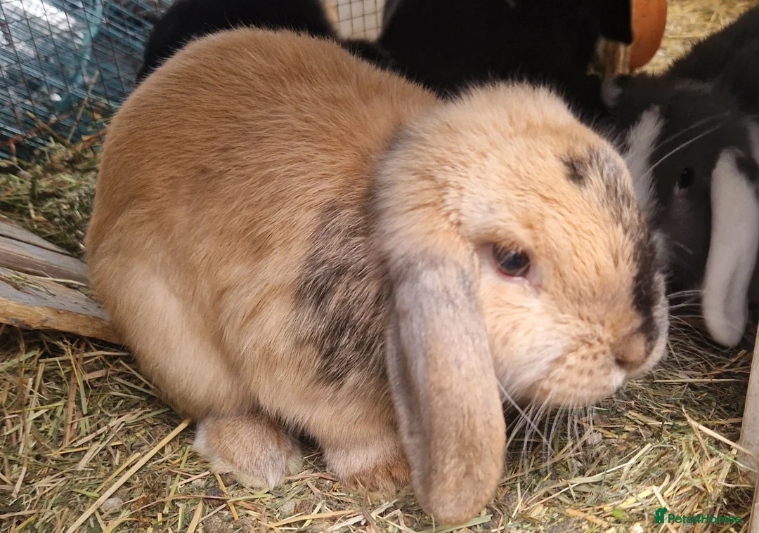 Dwarf Lop rabbits for sale: Adorable, Friendly. Laidback Dwarf Lop Boys 🐰🥰 - Advert 2