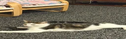 Mixed Breed cats for sale: Mixed breed kittens  in Huddersfield - Advert 1