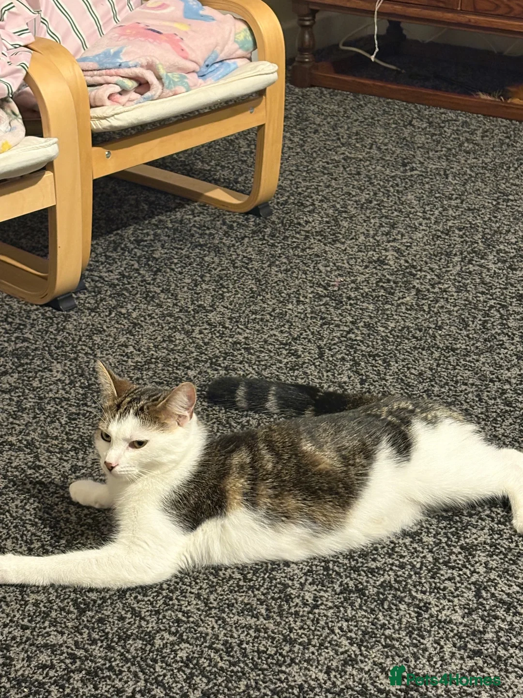 Mixed Breed cats for sale: Mixed breed kittens  in Huddersfield - Advert 1