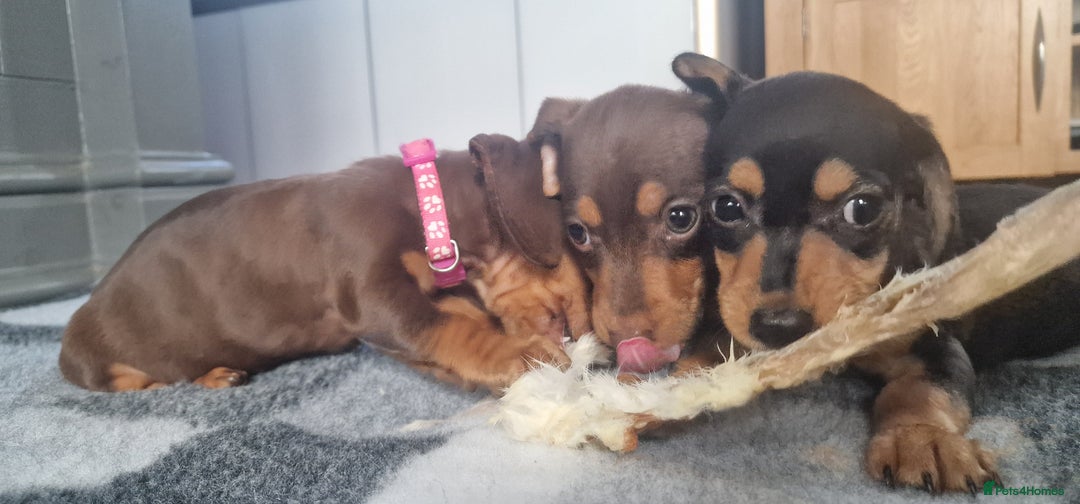Miniature Dachshund dogs for sale: Miniature Dachshund puppies Longhaired & Smooth  - Image 9