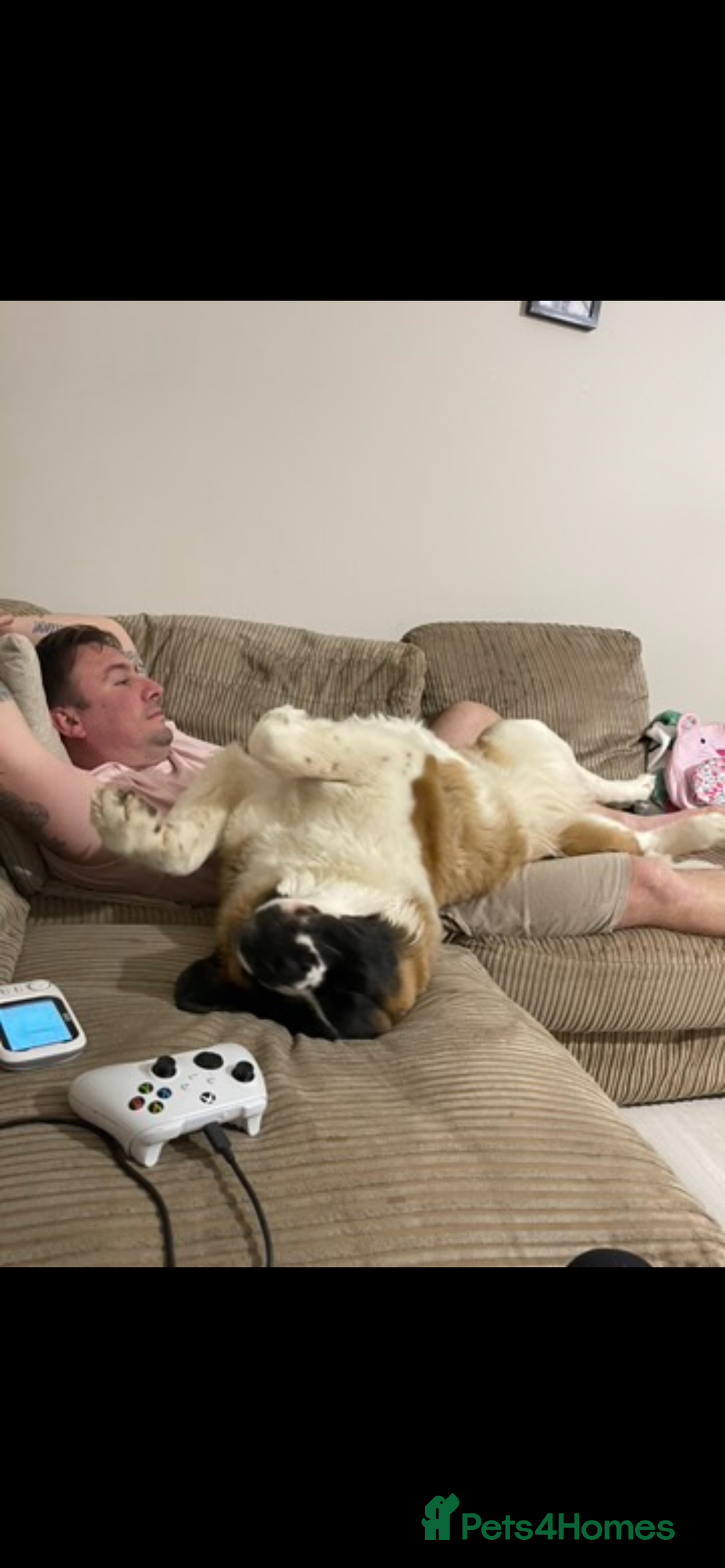 Saint Bernard dogs for sale: Saint Bernard female for rehoming - Advert 8