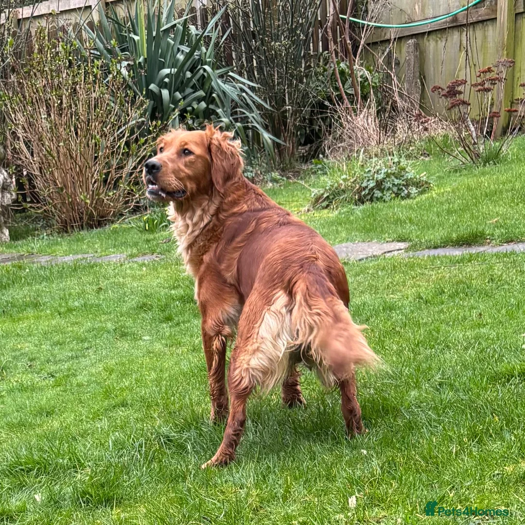 Golden Retriever dogs for sale: FOX RED PUPPIES Golden Retriever KC REG - Advert 14
