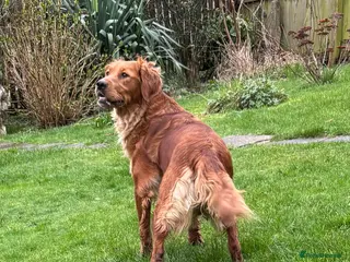 Golden Retriever dogs FOX RED PUPPIES Golden Retriever KC REG - Advert 15