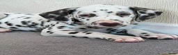 Dalmatian dogs for stud: Liver spot kc dalmatian for stud in Bedford - Advert 6