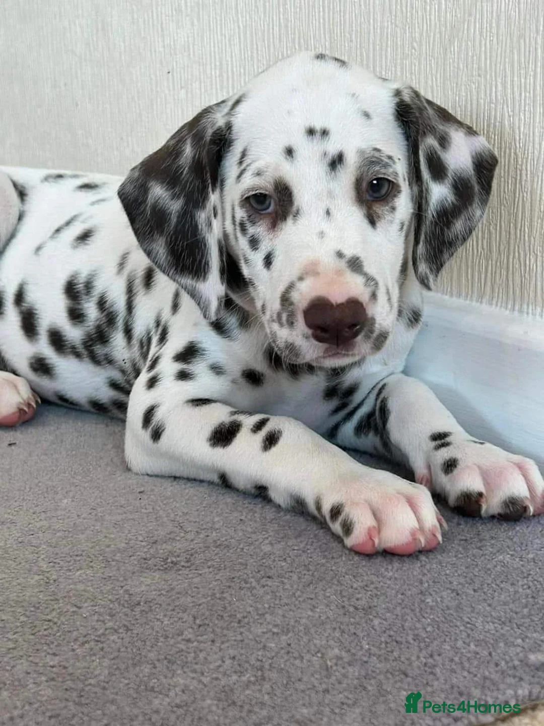 Dalmatian dogs for stud: Liver spot kc dalmatian for stud in Bedford - Advert 6