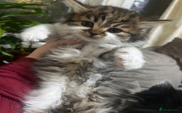 Mixed Breed cats for sale: Cute British Mix Kittens Looking for New Homes - Image 11
