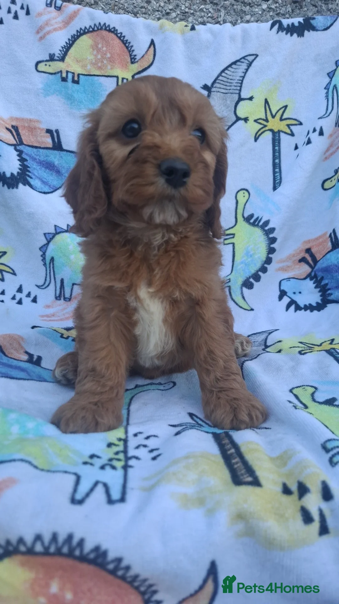 Cockapoo dogs for sale: F1 cockapoo puppies ready now  - Advert 14
