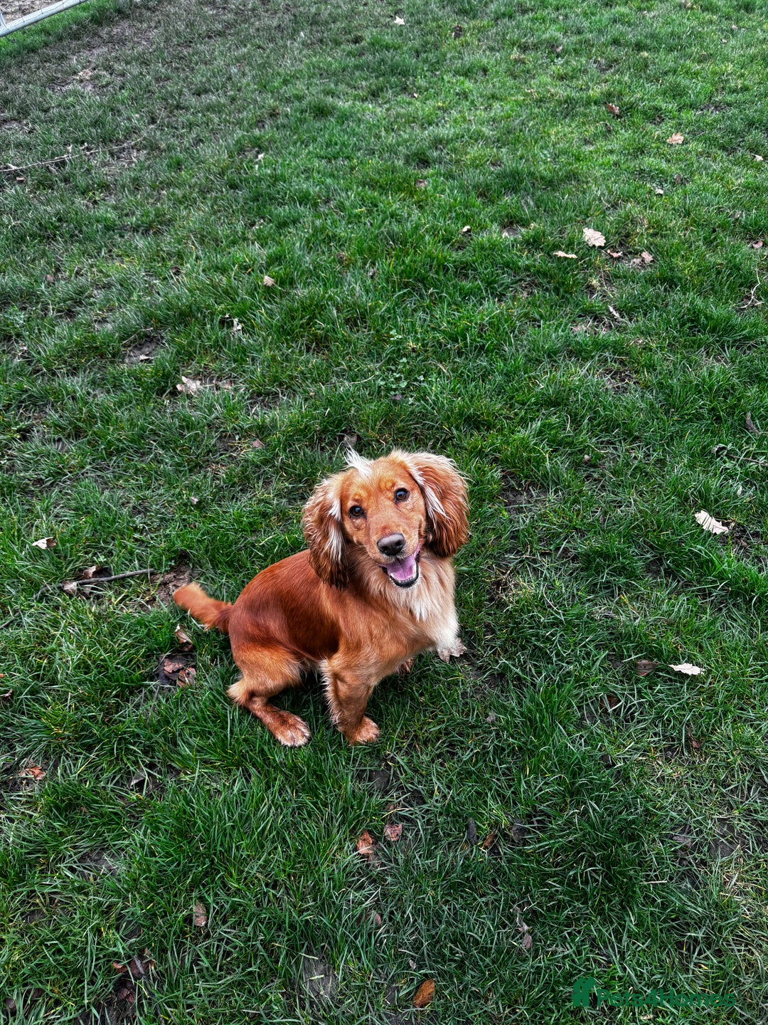 Cocker Spaniel dogs for stud: *KC HEALTH TESTED WORKING COCKER SPANIEL FOR STUD* in Darlington - Advert 6