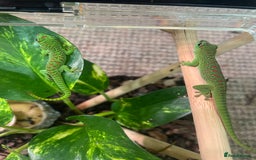 Gecko reptiles for sale: Phelsuma Grandis juvenile geckos - Image 2