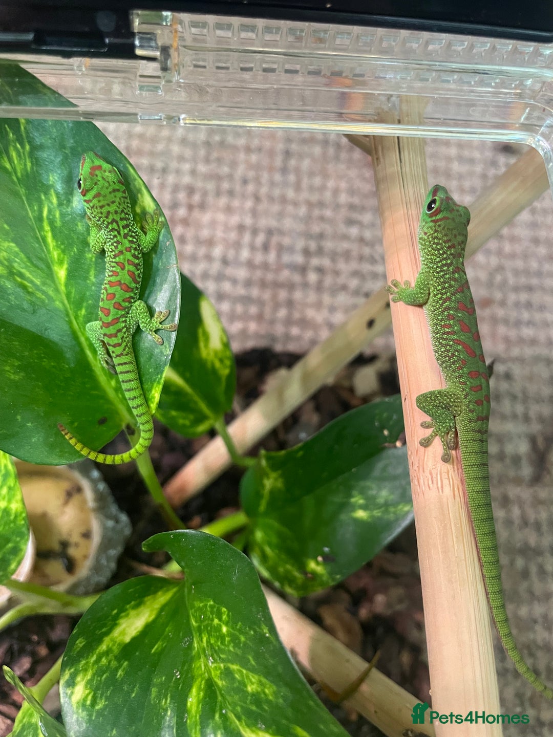 Gecko reptiles for sale: Phelsuma Grandis juvenile geckos - Image 2