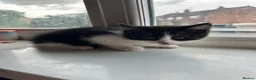 Mixed Breed cats for sale: Male and female tuxedo kittens  in Pontefract - Advert 5