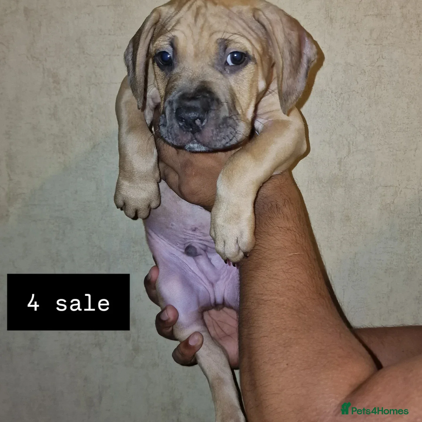 Mastiff dogs Mastiff Puppy 1 male brown  - Advert 1