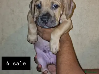 Mastiff dogs Mastiff Puppy 1 male brown - Advert 2