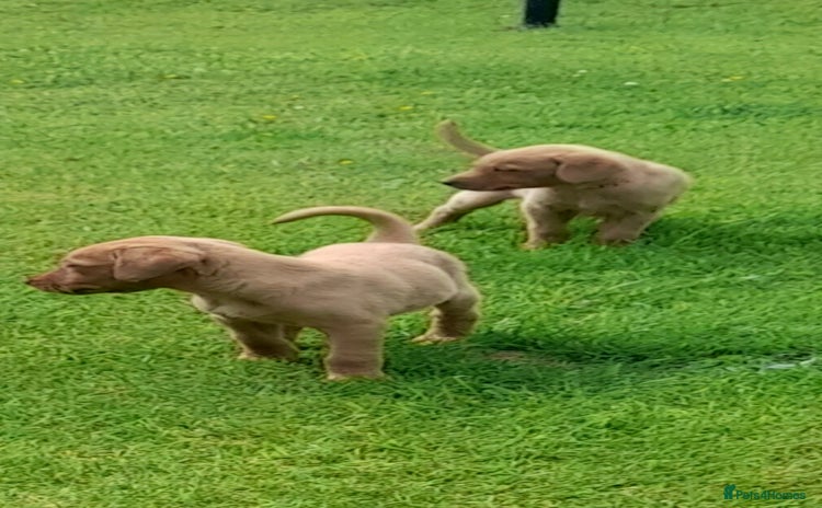 Labrador Retriever dogs - Advert 4