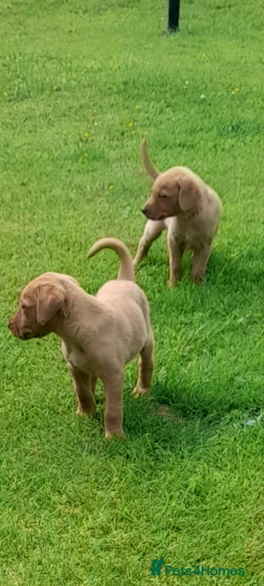 Labrador Retriever dogs for sale: Red fox labrador puppy's  - Image 1