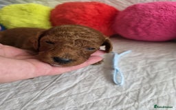 Mini Goldendoodle dogs for sale: 👑Superb Rare Toy/Mini Deepest Red Goldendoodles👑 - Image 15