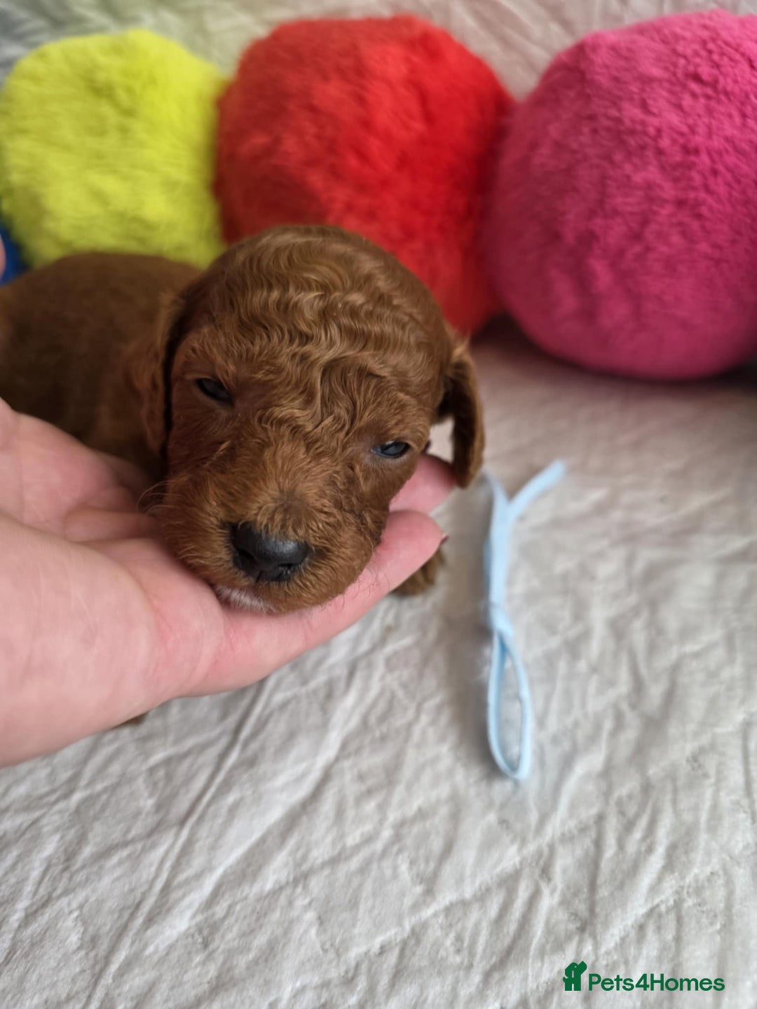 Mini Goldendoodle dogs for sale: 👑Superb Rare Toy/Mini Deepest Red Goldendoodles👑 - Image 15
