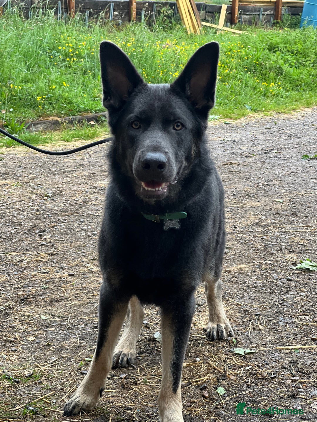 German Shepherd dogs for sale: Gorgeous blue and tan German Shepherd - Image 5