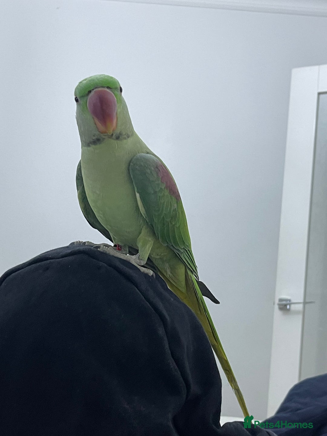 Parakeets birds for sale: Parakeet Alexandra parrot talks - Advert 5