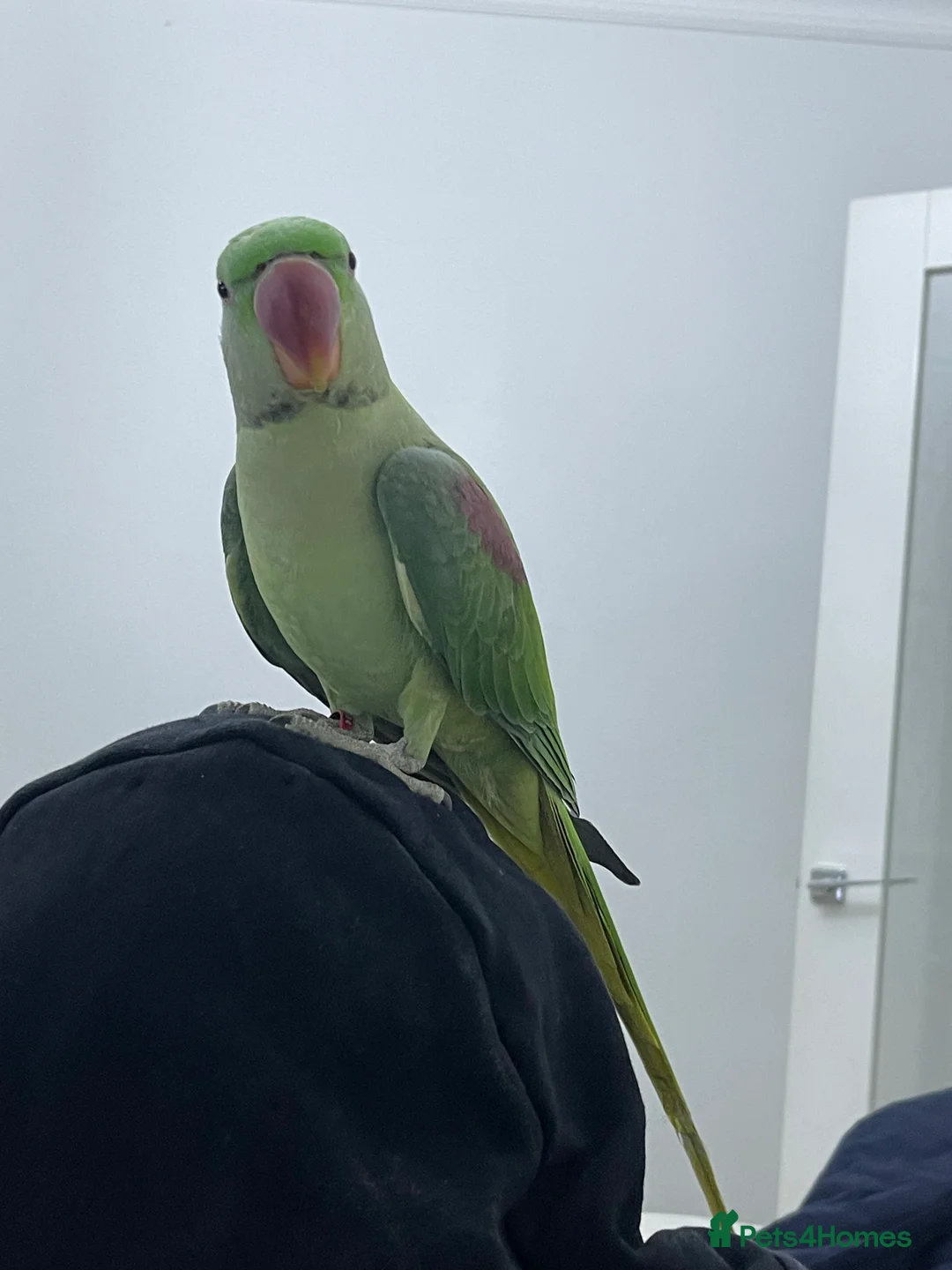 Parakeets birds for sale: Parakeet Alexandra parrot talks - Advert 2