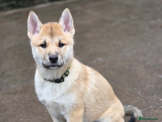 Mixed Breed dogs Wolfdog cross Puppies - Advert 12