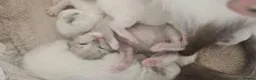 Ragdoll cats for sale: 🐾 🐾Beautiful Home-Reared Ragdoll Kittens 🐾 🐾 in Warrington - Advert 3