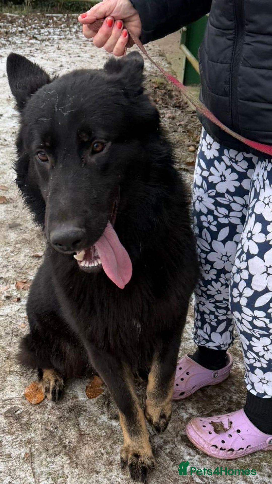 German Shepherd dogs for sale: 2 gorgeous German shepherd brothers  - Advert 19