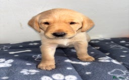 Labrador Retriever dogs for sale: Exceptional KC FTCH Working Labrador Pups - Image 17