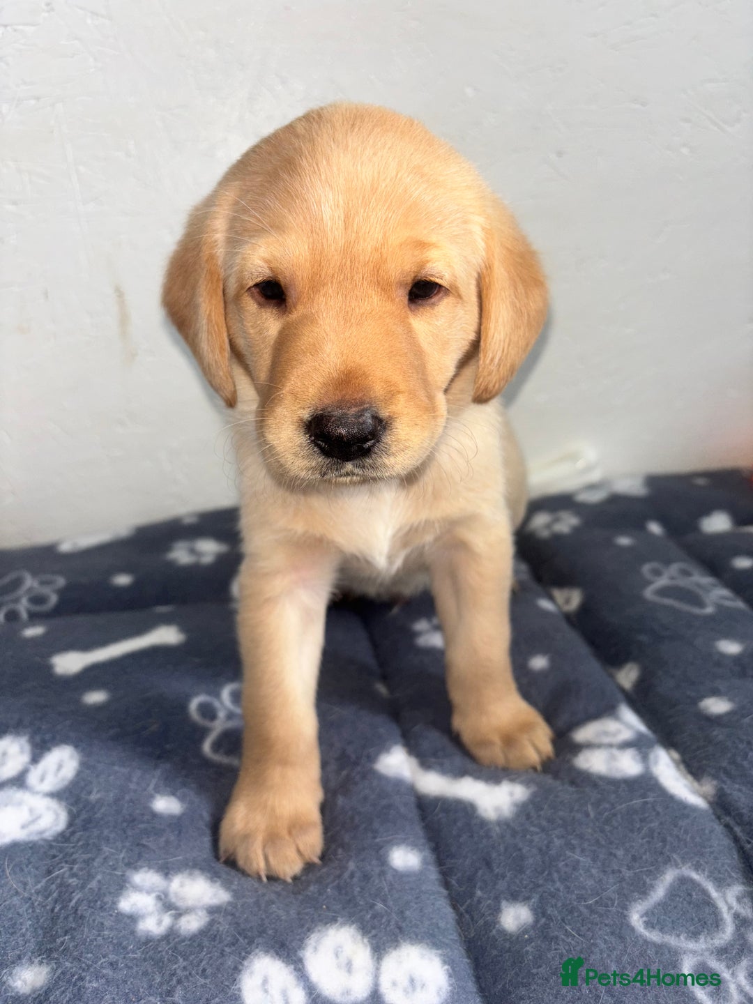 Labrador Retriever dogs for sale: Exceptional KC FTCH Working Labrador Pups - Image 17